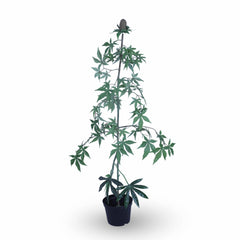 Marijuana Plant