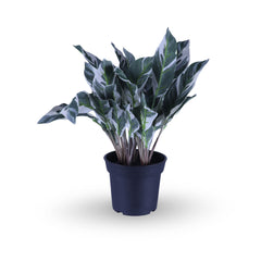 Artificial Calathea Plant