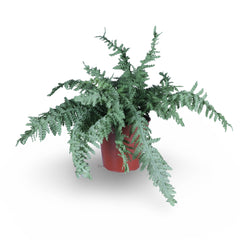 Artificial Fern Plant 