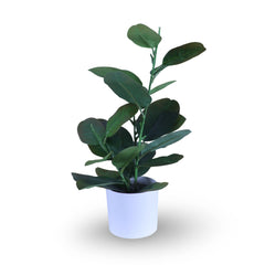 Artificial Rubber Plant