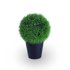 Round Bush Plant